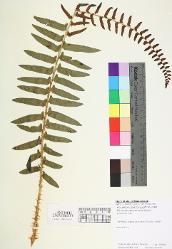 primary herbarium image