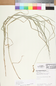 primary herbarium image