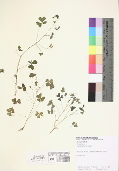 primary herbarium image