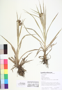 primary herbarium image