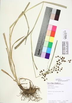 primary herbarium image