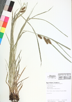 primary herbarium image