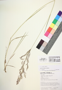 primary herbarium image