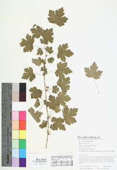 primary herbarium image