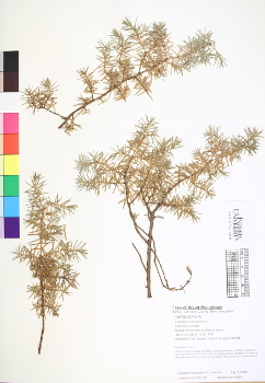 primary herbarium image