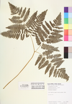 primary herbarium image