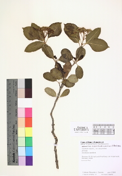 primary herbarium image