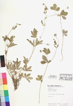 primary herbarium image