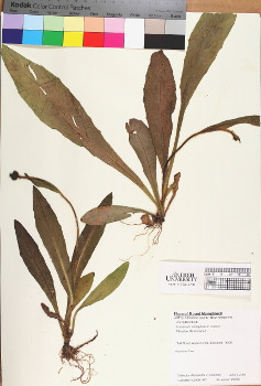 primary herbarium image