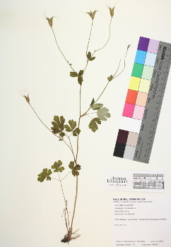 primary herbarium image