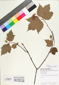 primary herbarium image
