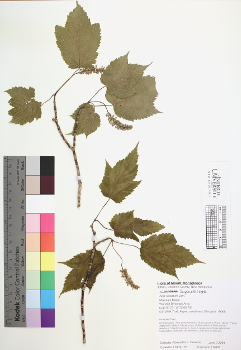 primary herbarium image