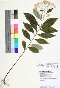 primary herbarium image