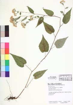 primary herbarium image