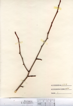 primary herbarium image