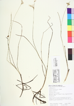 primary herbarium image