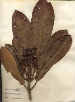 primary herbarium image