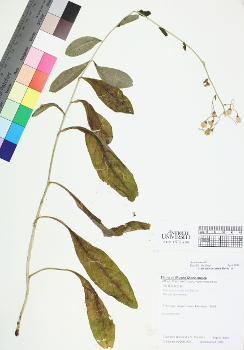 primary herbarium image