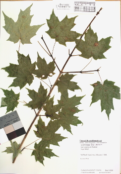 primary herbarium image