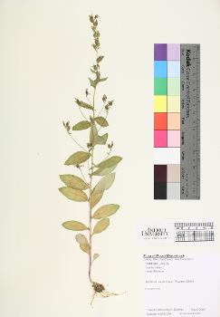 primary herbarium image