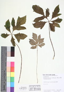 primary herbarium image