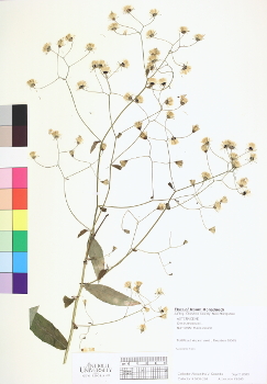 primary herbarium image