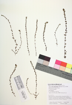 primary herbarium image