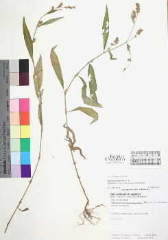primary herbarium image