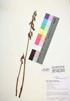 primary herbarium image