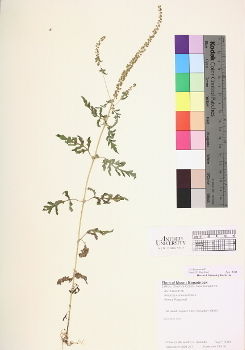 primary herbarium image