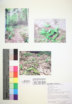 primary herbarium image