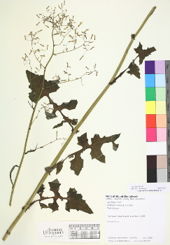 primary herbarium image
