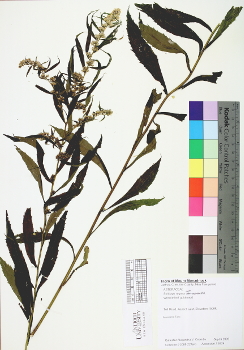 primary herbarium image