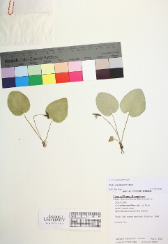 primary herbarium image