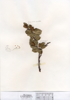 primary herbarium image