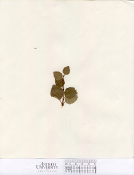primary herbarium image