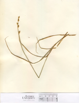 primary herbarium image