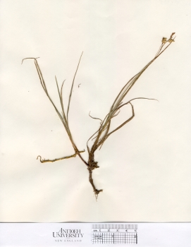 primary herbarium image