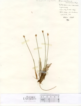 primary herbarium image
