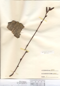 primary herbarium image