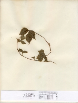primary herbarium image