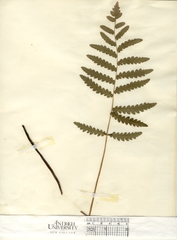 primary herbarium image