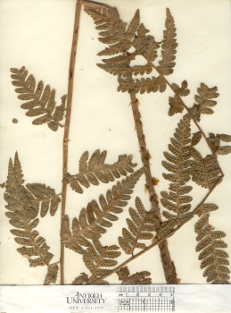 primary herbarium image