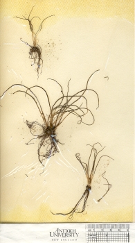 primary herbarium image