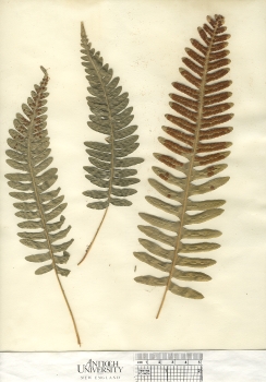 primary herbarium image
