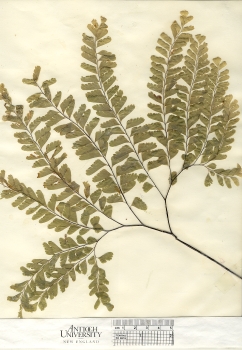 primary herbarium image