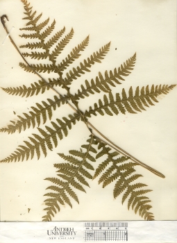 primary herbarium image