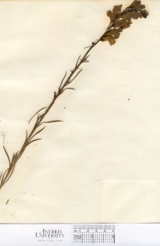 primary herbarium image