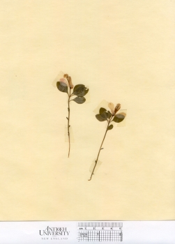 primary herbarium image