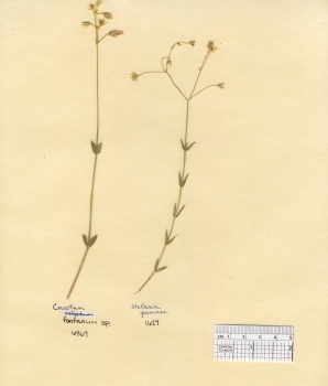 primary herbarium image